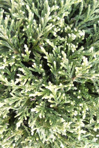 Кипарисовик горохоплідний Вайт Бьюті|Chamaecyparis pisifera ’White Beauty’|Кипарисокик горохоплодный Вайт Бьюти